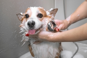 Bathing Your Pet At Home | How To Do It Properly?